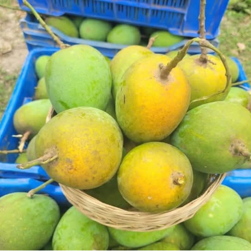 হিমসাগর আম/Himsagar