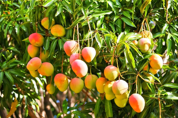 Aam